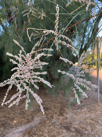 Oct 2 - Tamarisk seeds.